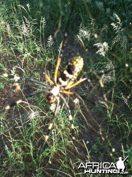 Spider from Zimbabwe