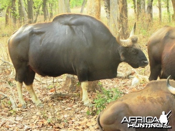 Hunting Gaur Bison