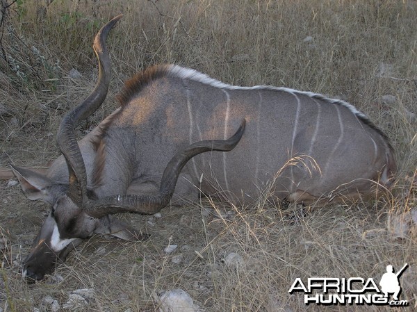 Namibia Kudu