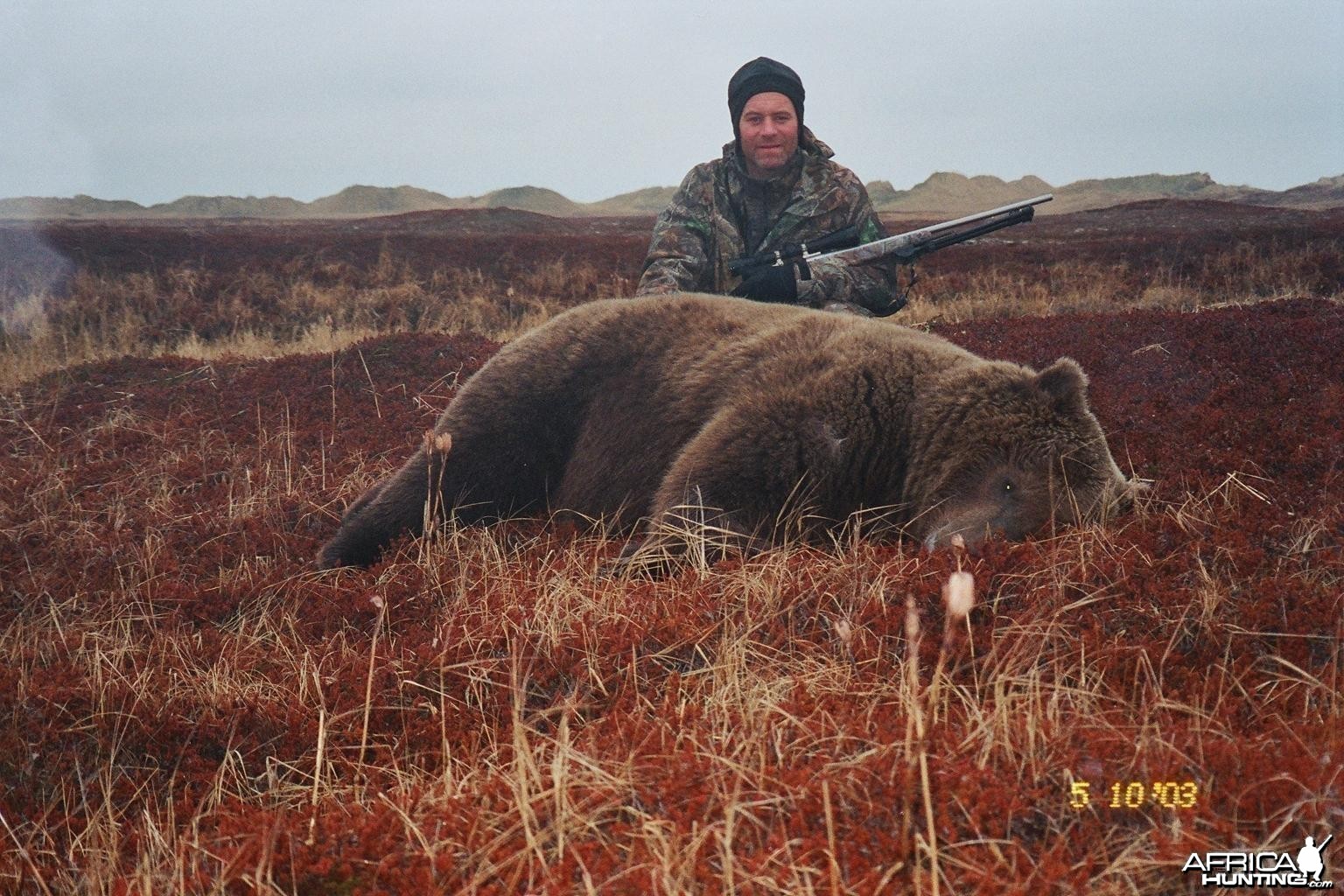 Alaska Brown Bear