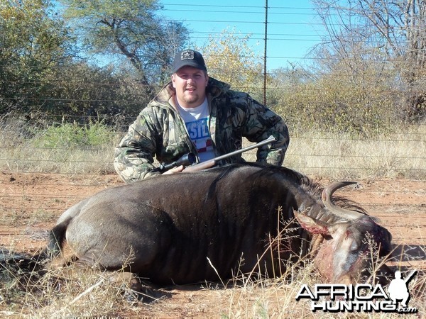 Limpopo Wildebeest