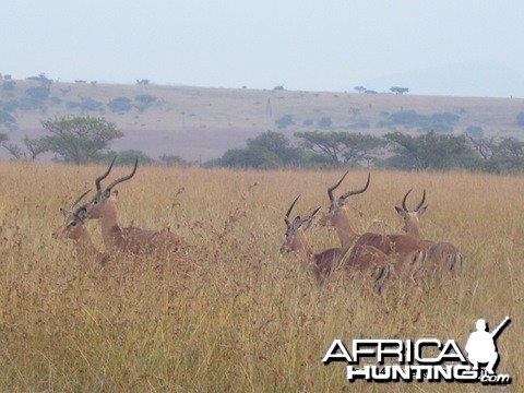 Impala