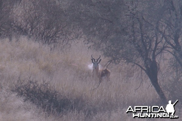 Springbok