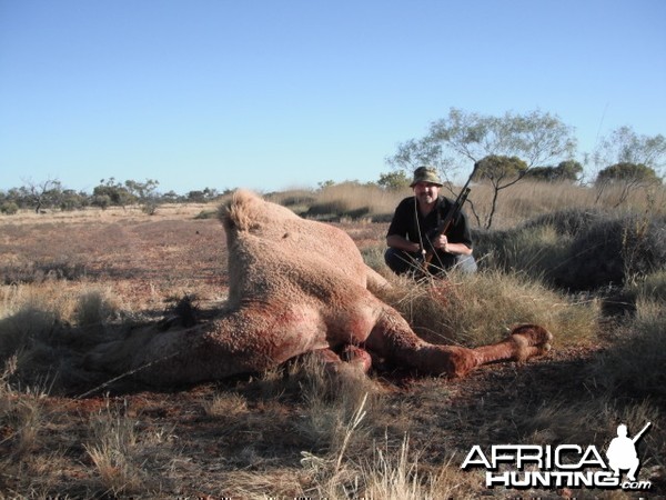 Hunting Camel