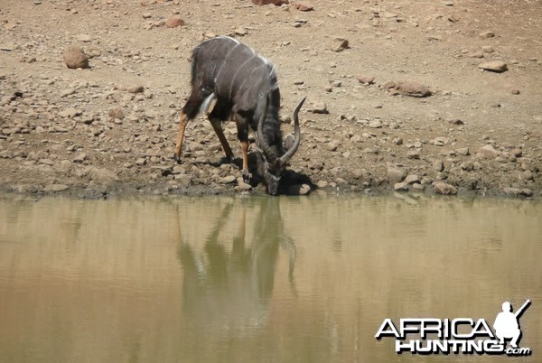 Nyala at water SA