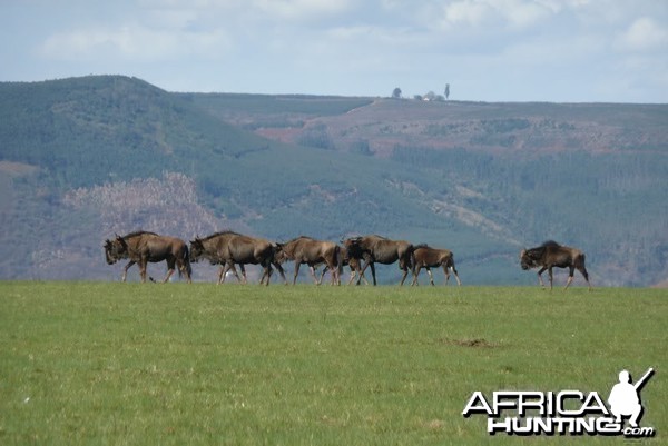 Wildebeest KZN province of South Africa