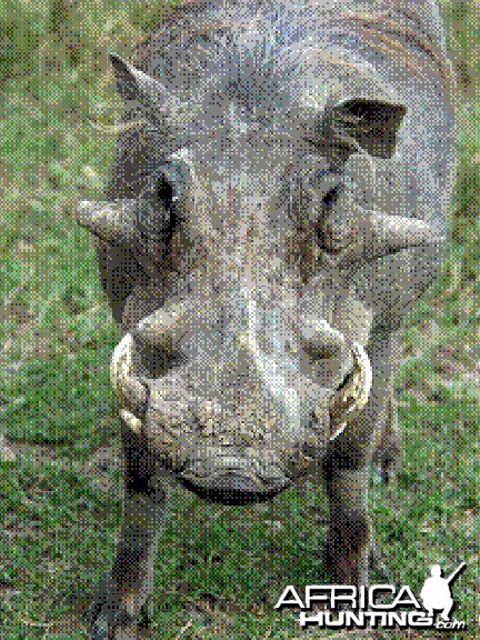 Common warthog Ph. africanus