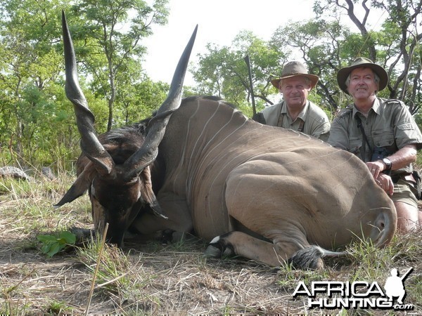 Very old Lord Derby eland hunted in CAR with Rudy Lubin Safaris