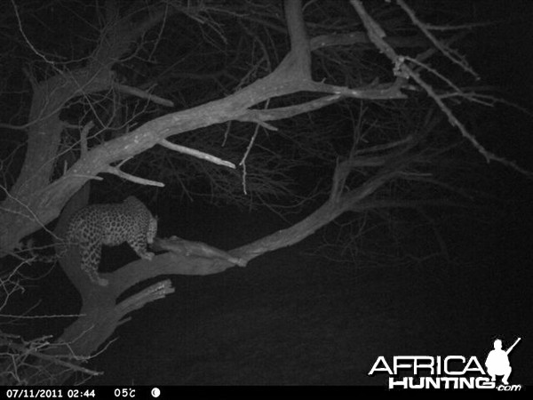 Baited Leopard in Namibia