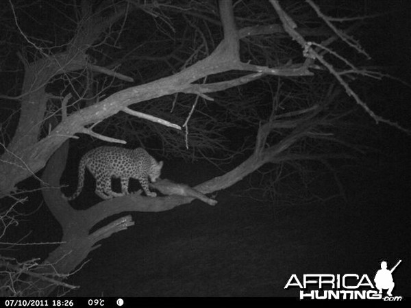 Baited Leopard in Namibia