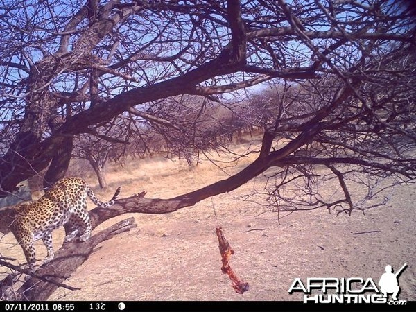 Baited Leopard in Namibia