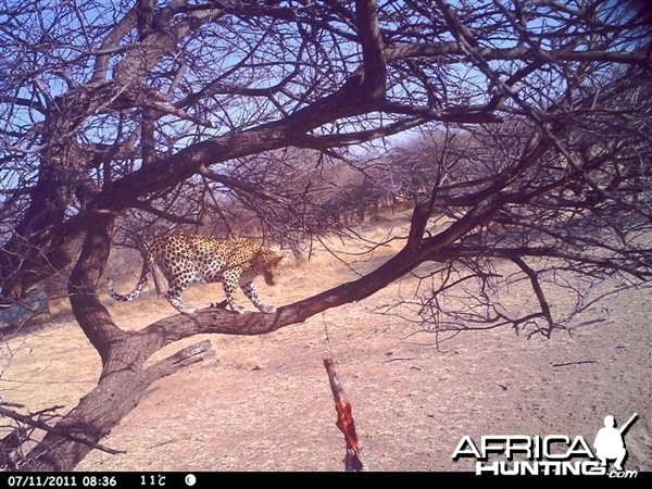 Baited Leopard in Namibia