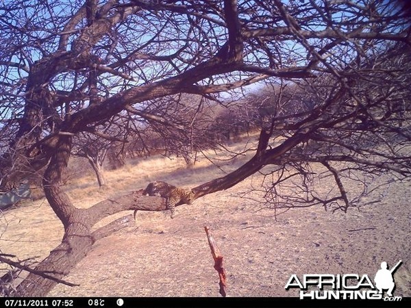 Baited Leopard in Namibia