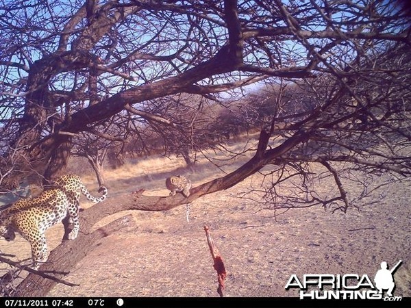 Baited Leopard in Namibia