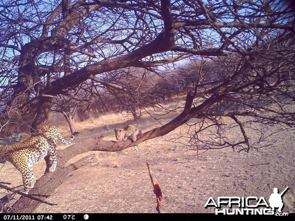 Baited Leopard in Namibia