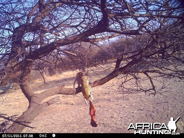 Baited Leopard in Namibia