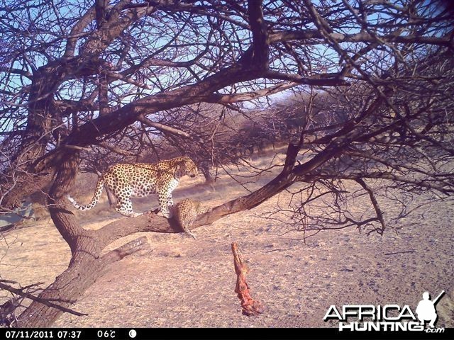 Baited Leopard in Namibia