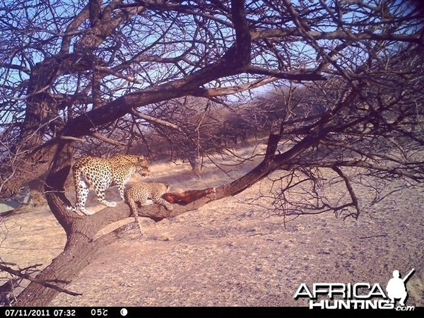 Baited Leopard in Namibia