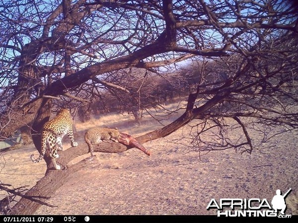 Baited Leopard in Namibia
