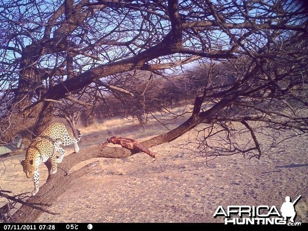 Baited Leopard in Namibia