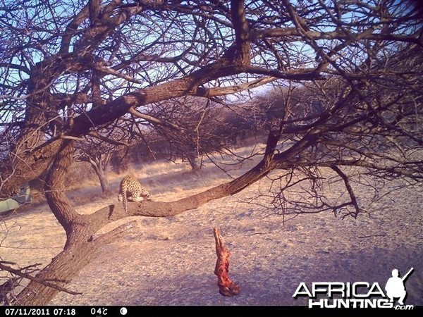 Baited Leopard in Namibia