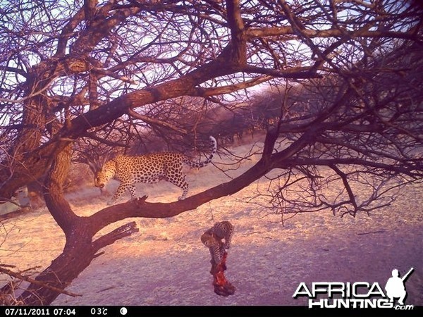 Baited Leopard in Namibia