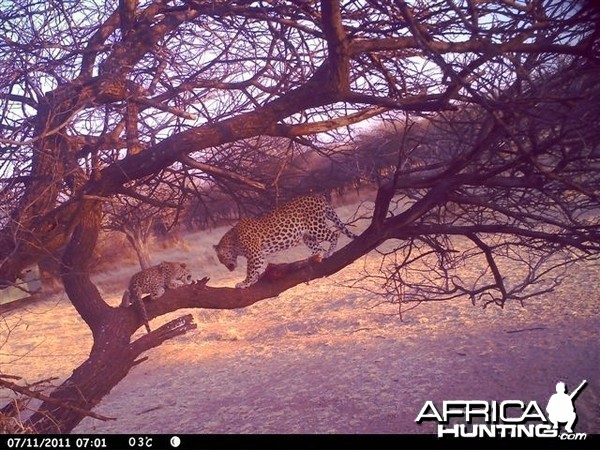 Baited Leopard in Namibia