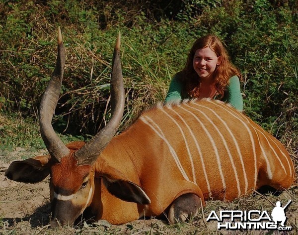 29 inch bongo hunted in CAR with Central African Wildlife Adventures