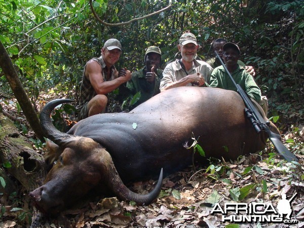 35 inch spread Buffalo hunted in CAR with Central African Wildlife Adventur