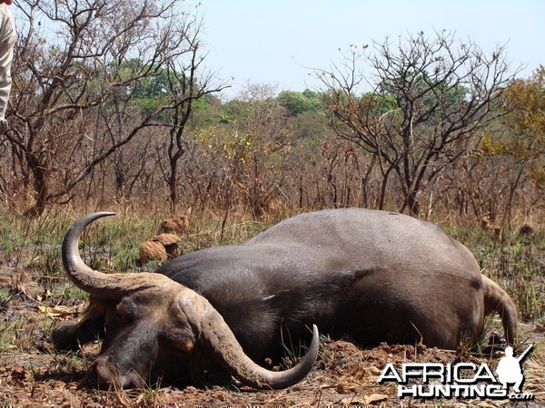 38 inch spread Buffalo hunted in CAR with Central African Wildlife Adventur