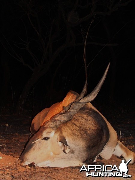 49.8 inch Eland hunted in CAR with Central African Wildlife Adventures