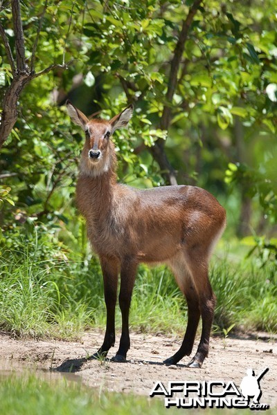 CAR with Central African Wildlife Adventures