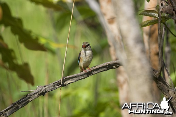 CAR with Central African Wildlife Adventures