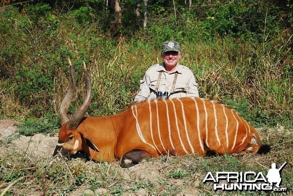 29 inch Bongo hunted in CAR with Central African Wildlife Adventures