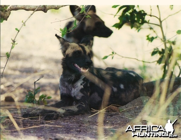 CAR with Central African Wildlife Adventures