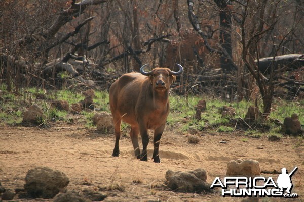 CAR with Central African Wildlife Adventures