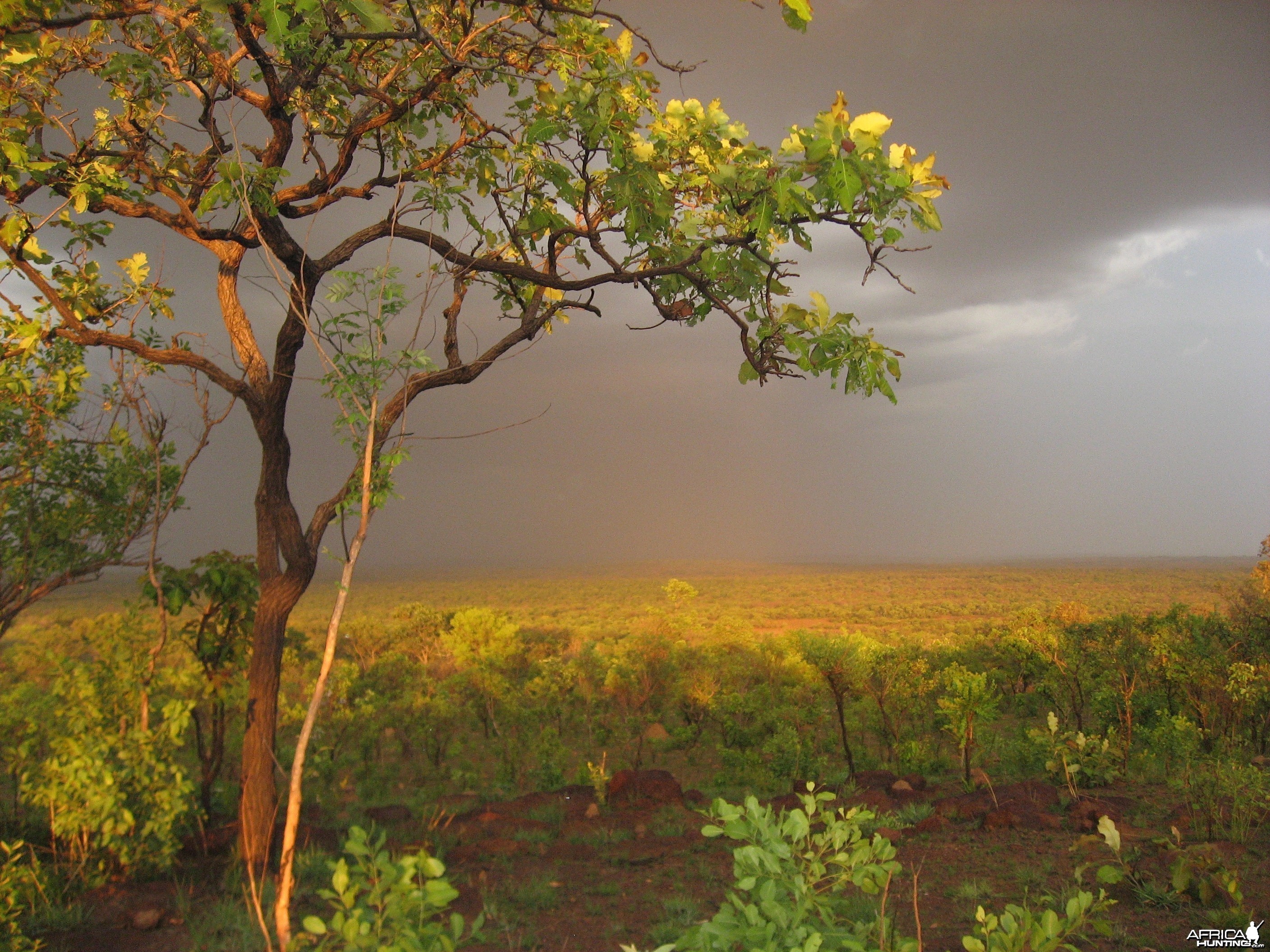 Chinko Valley in CAR with Central African Wildlife Adventures