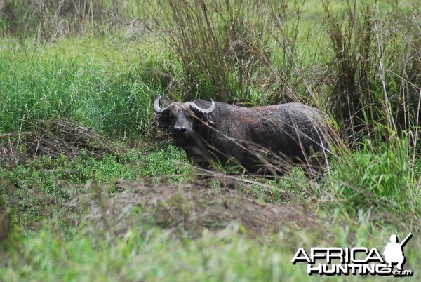 CAR with Central African Wildlife Adventures