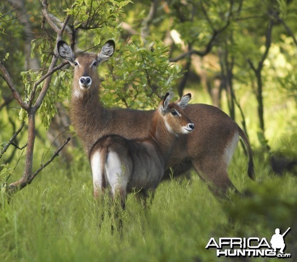 CAR with Central African Wildlife Adventures