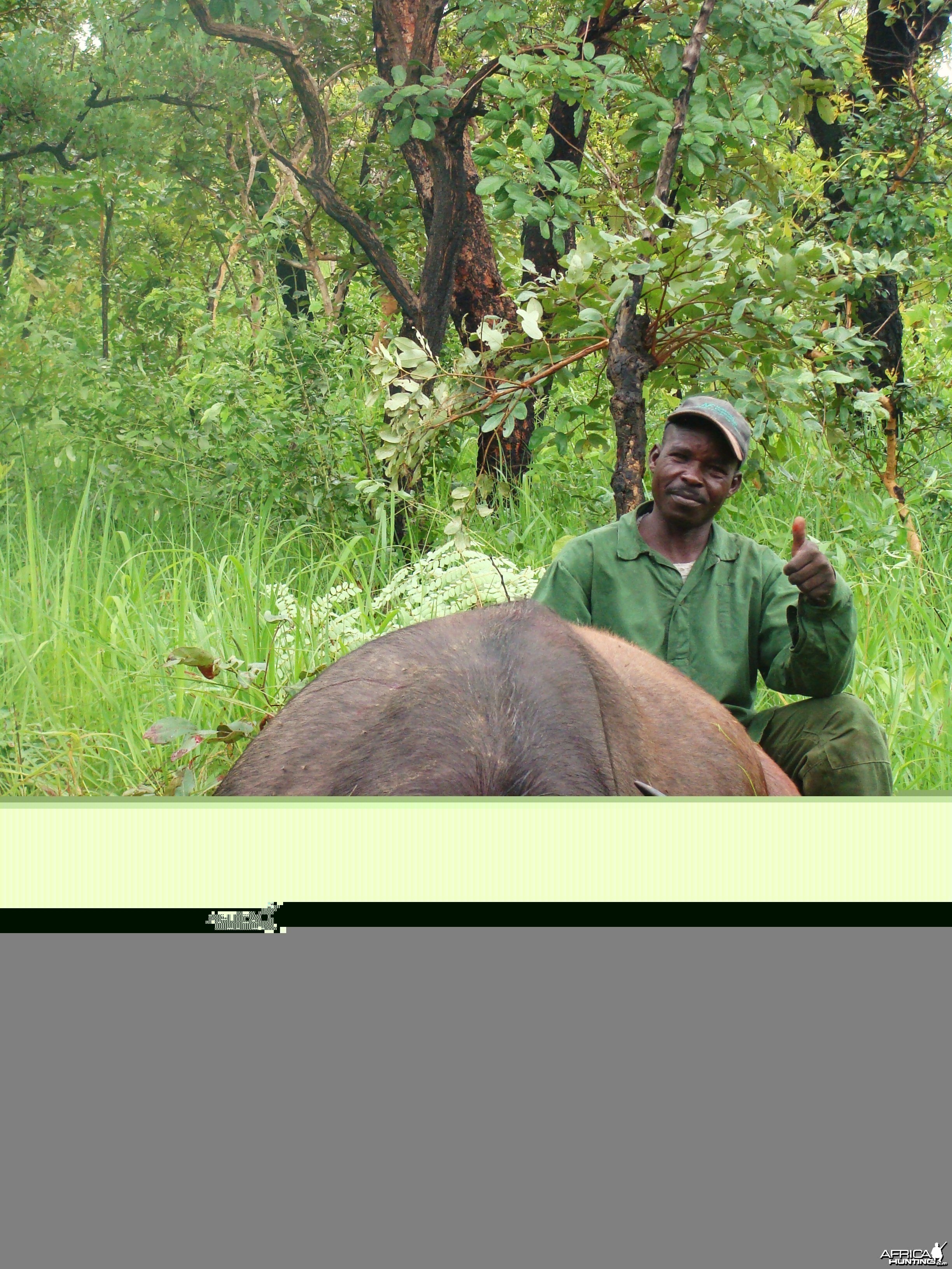 Nice Buffalo hunted in CAR with Central African Wildlife Adventures