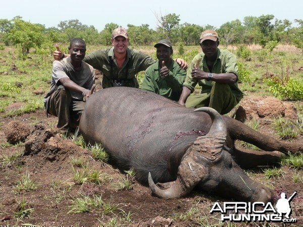 Old Buffalo hunted in CAR with Central African Wildlife Adventures