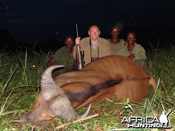 Red Buffalo hunted in CAR with Central African Wildlife Adventures
