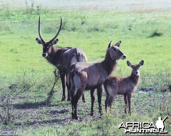 CAR with Central African Wildlife Adventures