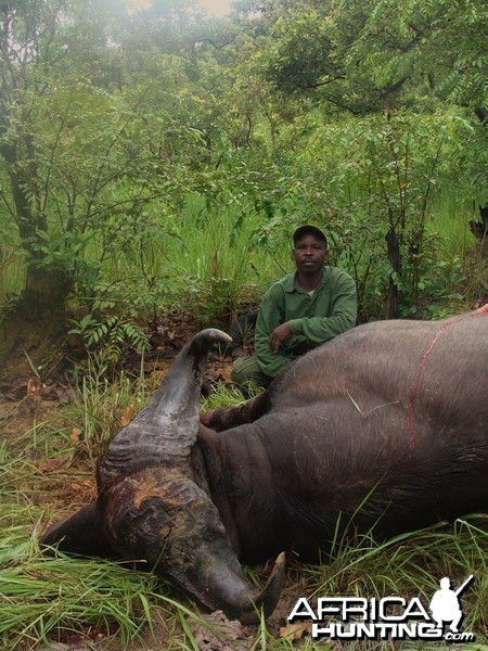 Very old 33 inch spread Buffalo hunted in CAR with Central African Wildlife