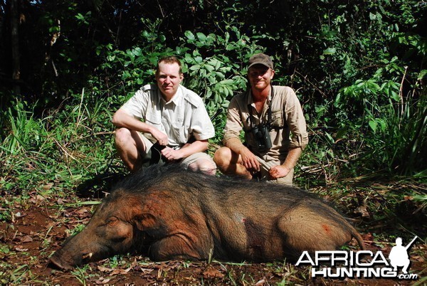 Very old and worn Giant Forest Hog hunted in CAR with Central African Wildl