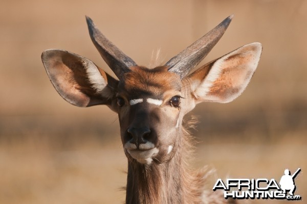 Young Kudu