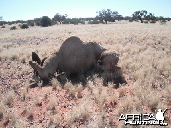 Hunting Camel in Australia