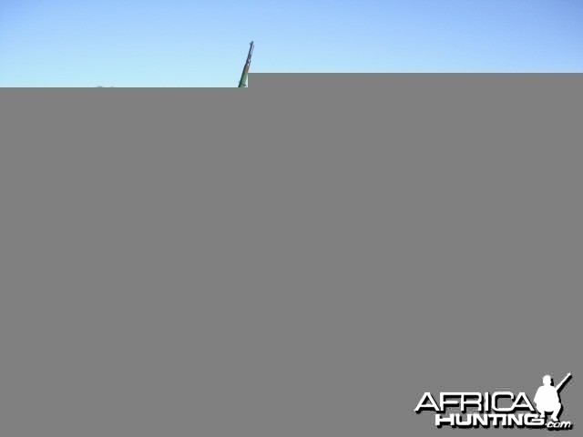 Hunting Camel in Australia