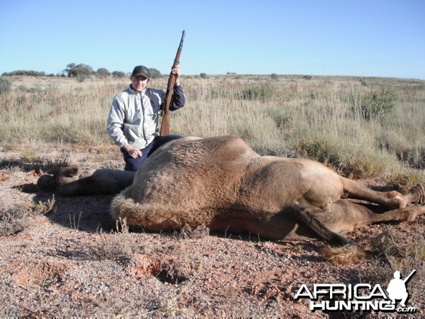 Hunting Camel in Australia