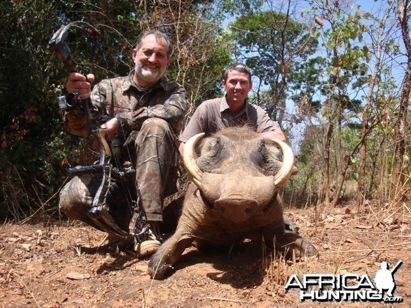 Warthog bowhunted in CAR with Central African Wildlife Adventures